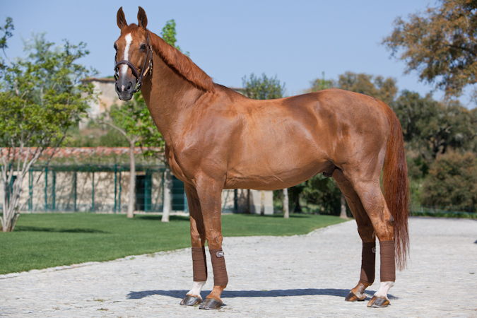 Selle Francais Horse - Baloubet Du Rouet